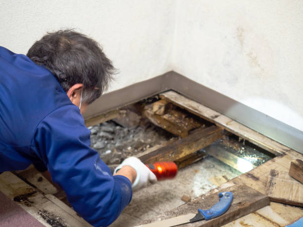 Best Mold Remediation  in Rose Hill, VA