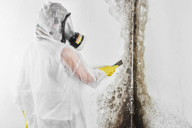 Best Mold Removal Near Me  in Rose Hill, VA