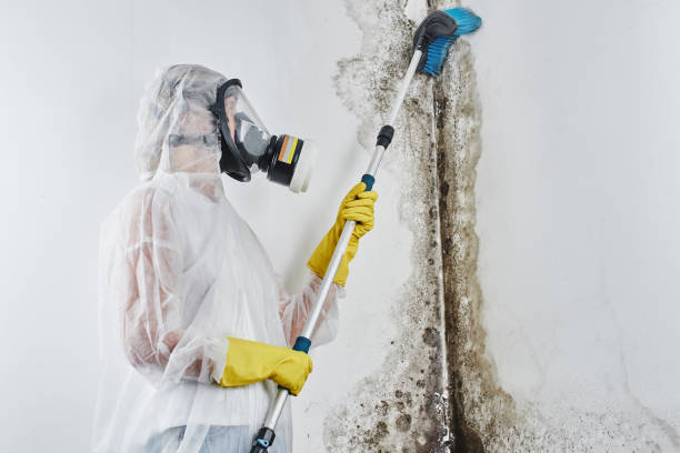 Best Commercial Mold Removal  in Rose Hill, VA
