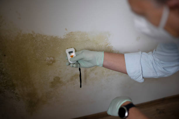 Best Mold Remediation Services  in Rose Hill, VA