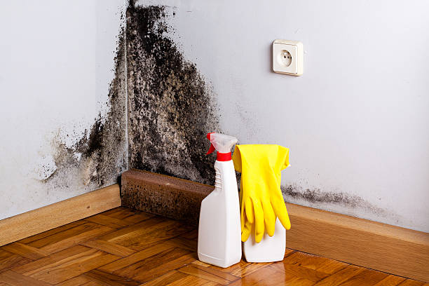 Best Mold Damage Repair  in Rose Hill, VA