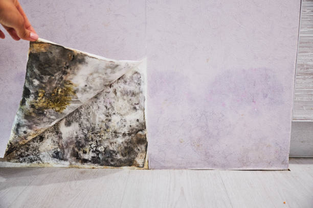 Attic Mold Removal in Rose Hill, VA